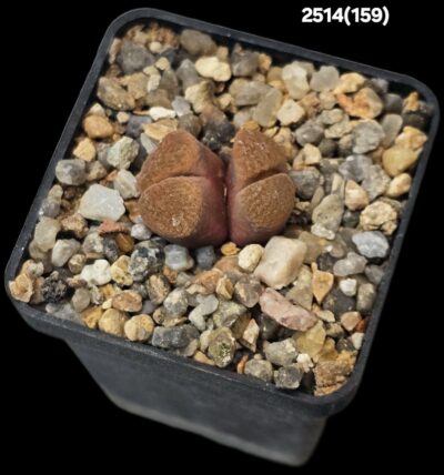 Conophytum verrucosum -COP 353-073 (2h)(5x5)-2514(159)