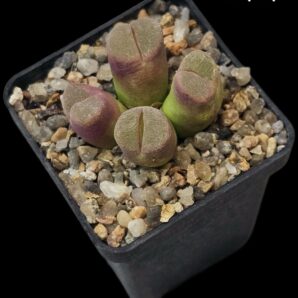 Conophytum lydiae (pink) -SH 1348, COP 156-705 (4h)(5x5)- 2515(160)
