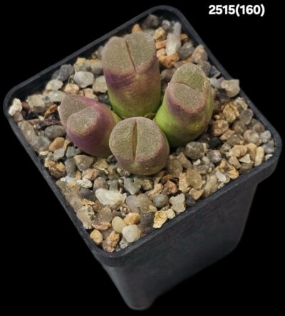 Conophytum lydiae (pink) -SH 1348, COP 156-705 (4h)(5x5)- 2515(160)