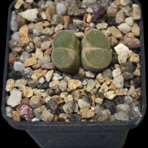 Conophytum longum -SB 1066, MG 1798.3 (2h)(5x5)- 2516(165)