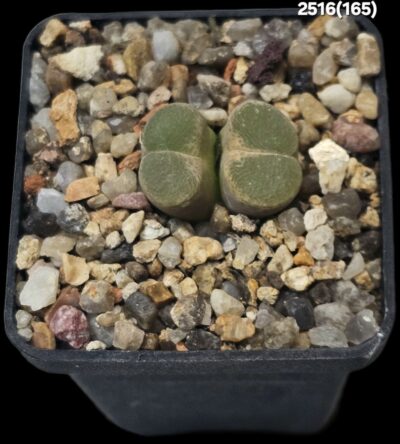 Conophytum longum -SB 1066, MG 1798.3 (2h)(5x5)- 2516(165)