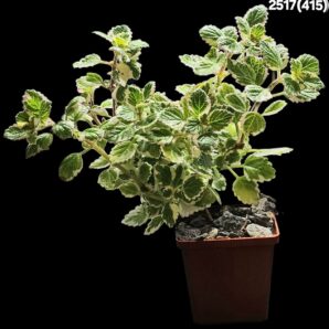 Plectranthus ernstii fa. variegata (D pl.=19)-2517(415)