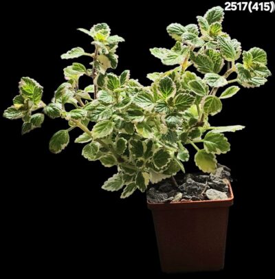 Plectranthus ernstii fa. variegata (D pl.=19)-2517(415)