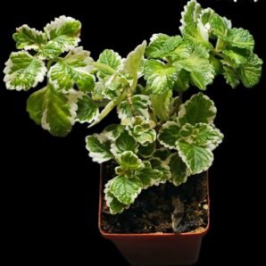 Plectranthus ernstii fa. variegata (7x7)-2518(415)
