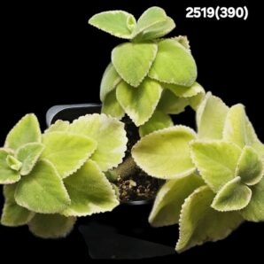 Plectranthus amboinicus fa. variegata (7x7)-2519(390)