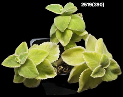 Plectranthus amboinicus fa. variegata (7x7)-2519(390)