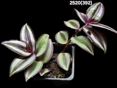 Tradescantia zebrine `Quadricolor` (7x7)-2520(392) - Зображення 2