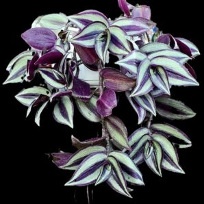 Tradescantia zebrine `Quadricolor` (7x7)-2520(392)