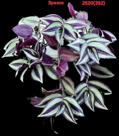 Tradescantia zebrine `Quadricolor` (7x7)-2520(392)
