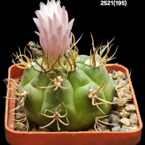 Gymnocalycium euripleurum fa. incultispinus (abnormal spines) (6x6)-2521(195)