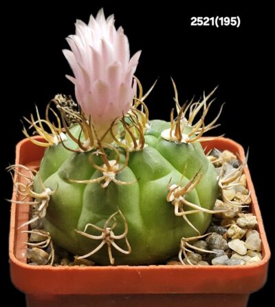 Gymnocalycium euripleurum fa. incultispinus (abnormal spines) (6x6)-2521(195)