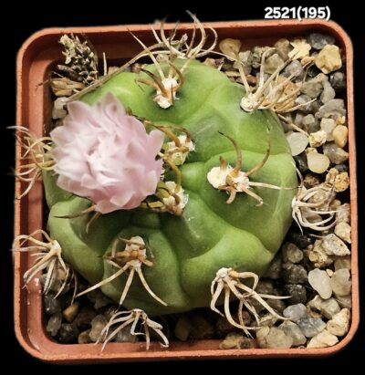 Gymnocalycium euripleurum fa. incultispinus (abnormal spines) (6x6)-2521(195) - Зображення 2