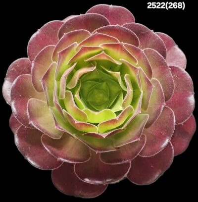 Aeonium `Garnet` (`Irish Eyes`) (D=14)-2522(268) - Зображення 2