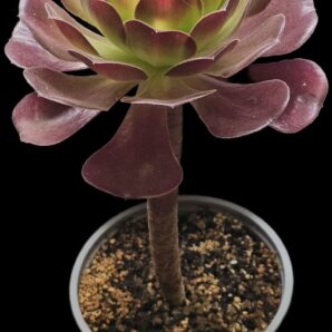 Aeonium `Garnet` (`Irish Eyes`) (D=14)-2522(268)