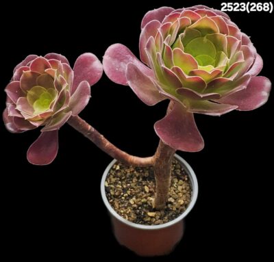 Aeonium `Garnet` (`Irish Eyes`) (D=20)-2523(268)