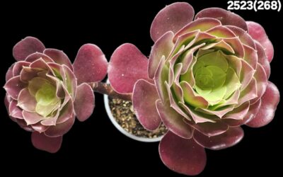Aeonium `Garnet` (`Irish Eyes`) (D=20)-2523(268) - Зображення 2