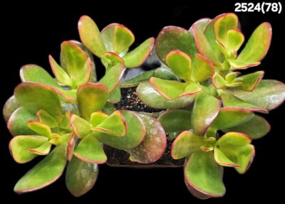 Crassula ovata `Hummel’s Sunset` (D pl.=25)-2524(78) - Зображення 2