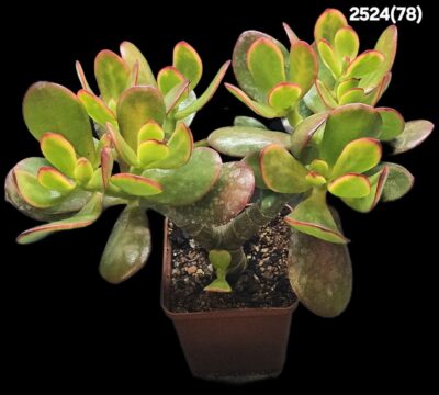 Crassula ovata `Hummel’s Sunset` (D pl.=25)-2524(78) - Зображення 3
