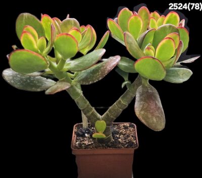 Crassula ovata `Hummel’s Sunset` (D pl.=25)-2524(78)