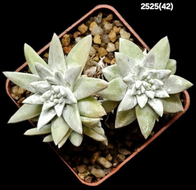 Dudleya gnoma (3h)(6x6)-2525(42) - Зображення 2