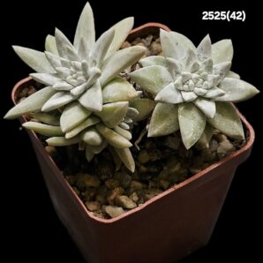 Dudleya gnoma (3h)(6x6)-2525(42)