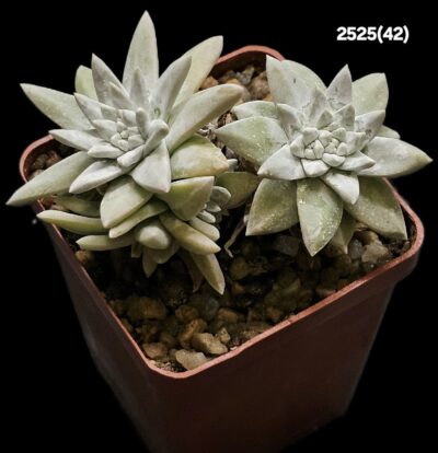 Dudleya gnoma (3h)(6x6)-2525(42)
