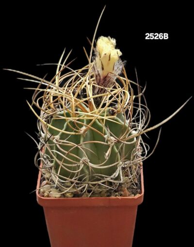 Astrophytum hybrid (SenAur X Crassispinum `aurea`) (7x7)- 2526B