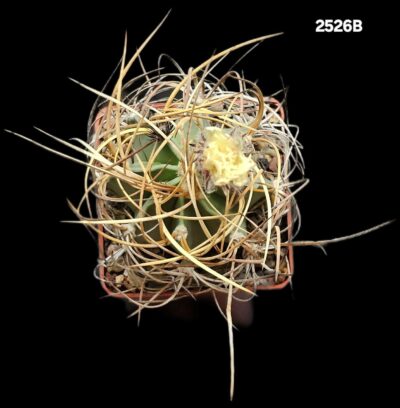 Astrophytum hybrid (SenAur X Crassispinum `aurea`) (7x7)- 2526B - Зображення 2