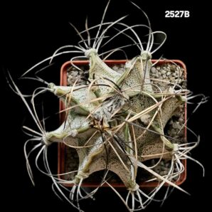 Astrophytum hybrid (niveum X coahuilense) (8x8)-2527B