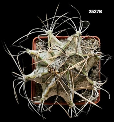 Astrophytum hybrid (niveum X coahuilense) (8x8)-2527B