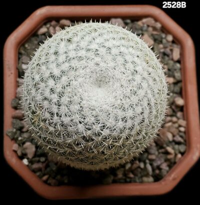 Mammillaria supertexta -P 437, Oaxaca (12x12)-2528B - Зображення 2