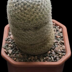 Mammillaria supertexta -P 437, Oaxaca (12x12)-2528B