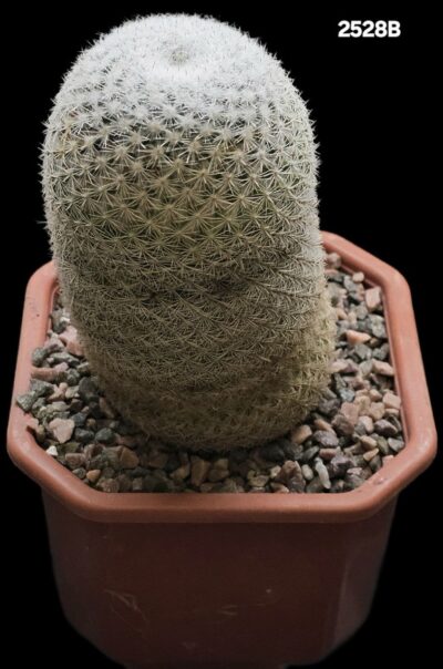 Mammillaria supertexta -P 437, Oaxaca (12x12)-2528B