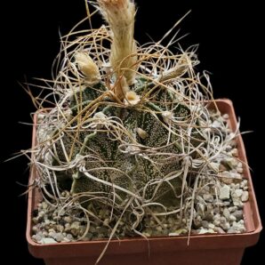 Astrophytum capricorne `crassispinoides` (10x10)-2529B
