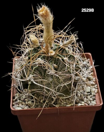 Astrophytum capricorne `crassispinoides` (10x10)-2529B