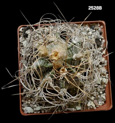 Astrophytum capricorne `crassispinoides` (10x10)-2529B - Зображення 2