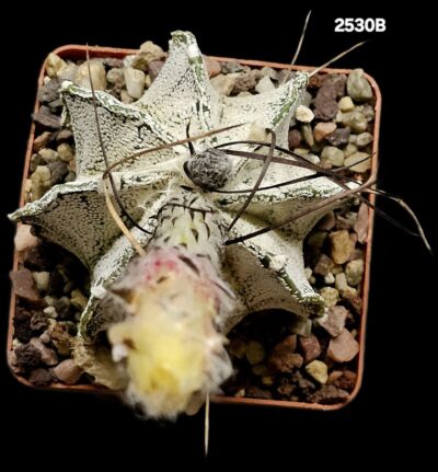 Astrophytum capricorne var. niveum (7x7)-2530B - Зображення 2