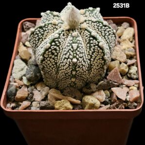 Astrophytum hybrid (niveum X `SK`) (8x8)-2531B=B