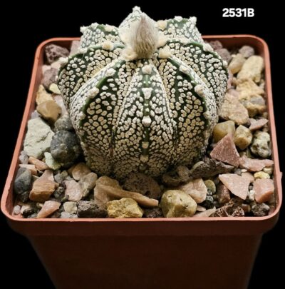 Astrophytum hybrid (niveum X `SK`) (8x8)-2531B=B