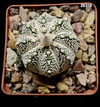 Astrophytum hybrid (niveum X `SK`) (8x8)-2531B=B - Зображення 2