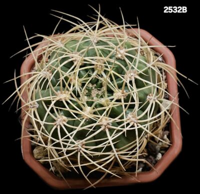 Gymnocalycium monvillei var. steineri (12x12)-2532B - Зображення 2