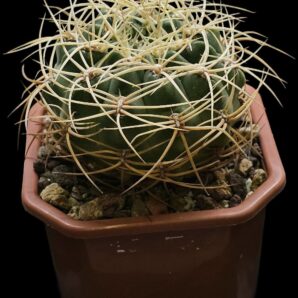 Gymnocalycium monvillei var. steineri (12x12)-2532B