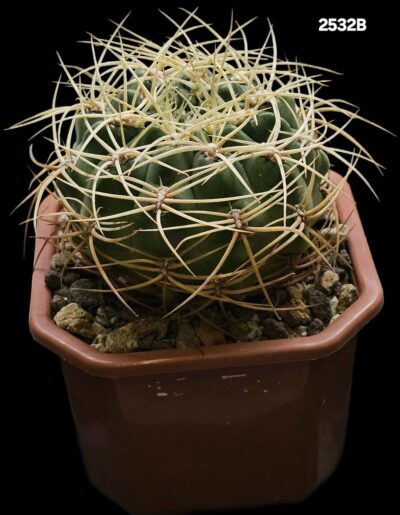 Gymnocalycium monvillei var. steineri (12x12)-2532B