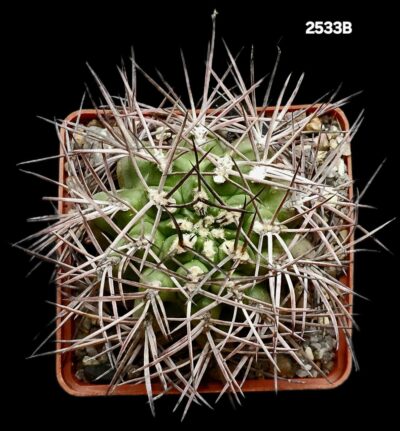 Gymnocalycium schickendantzii -P 17A (10x10)-2533B - Зображення 2