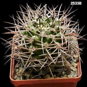 Gymnocalycium schickendantzii -P 17A (10x10)-2533B