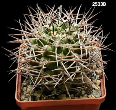 Gymnocalycium schickendantzii -P 17A (10x10)-2533B