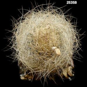 Neoporteria gerocephala fa. aurea (8x8)-2535B