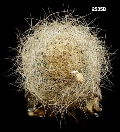 Neoporteria gerocephala fa. aurea (8x8)-2535B