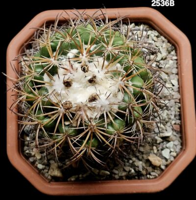 Coryphantha borwigii -Haage (12x12)-2536B - Зображення 2