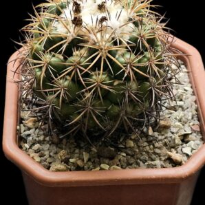 Coryphantha borwigii -Haage (12x12)-2536B
